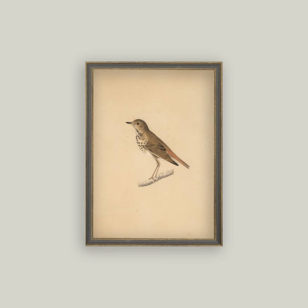 
                  
                    Bird Framed Antique Art
                  
                