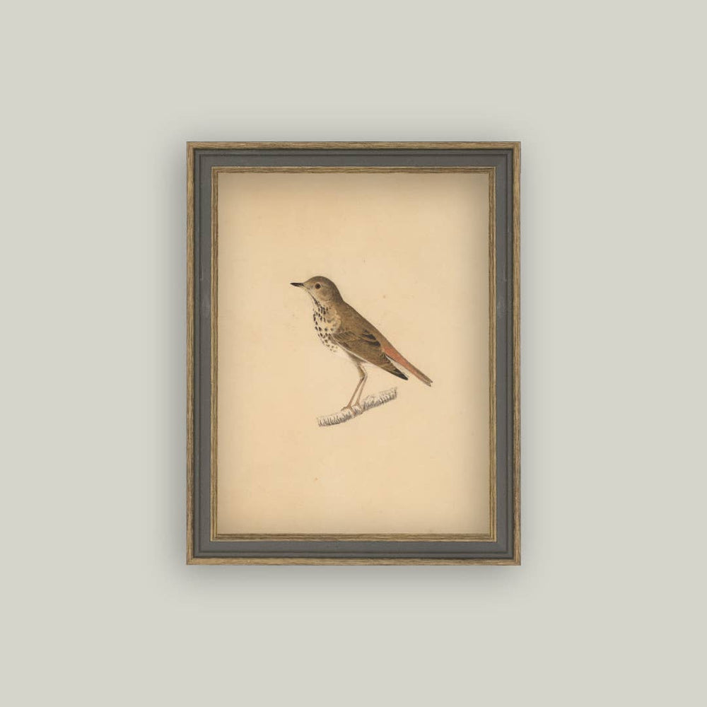 Bird Framed Antique Art